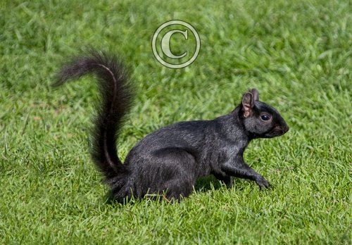 Black  Squirrel 3 DM0345